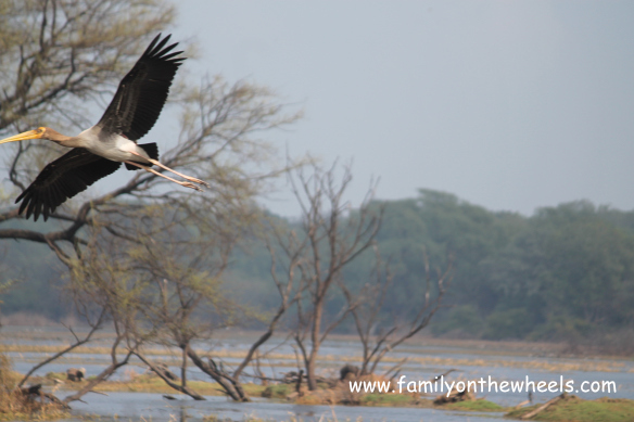 Stork at Bharatpur Bird Sanctuary