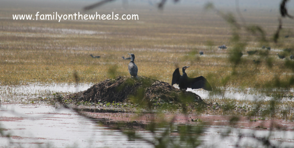 Darters at Bharatpur Bird Sanctuary